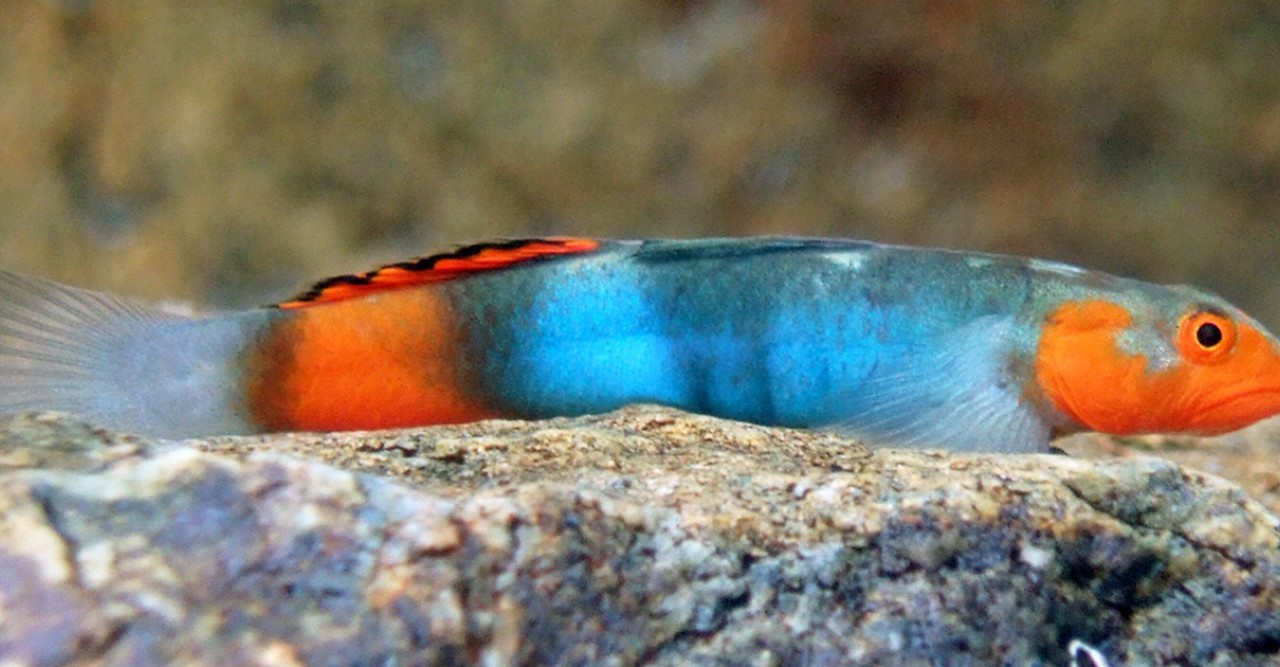 Freshwater on sale goby fish